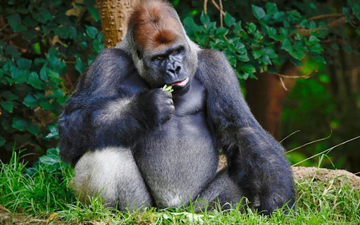 Gorilla eating leaves at Melbourne Zoo.