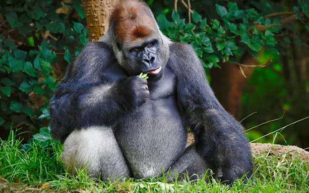 Gorilla eating leaves at Melbourne Zoo.