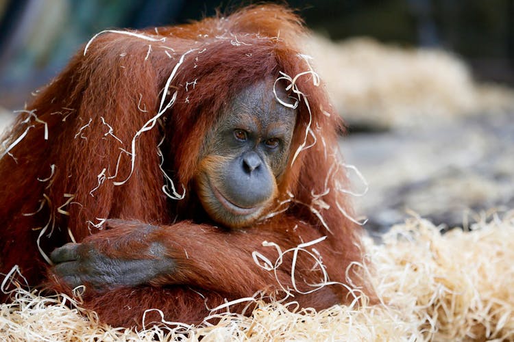 Gorilla - Melbourne Zoo activities