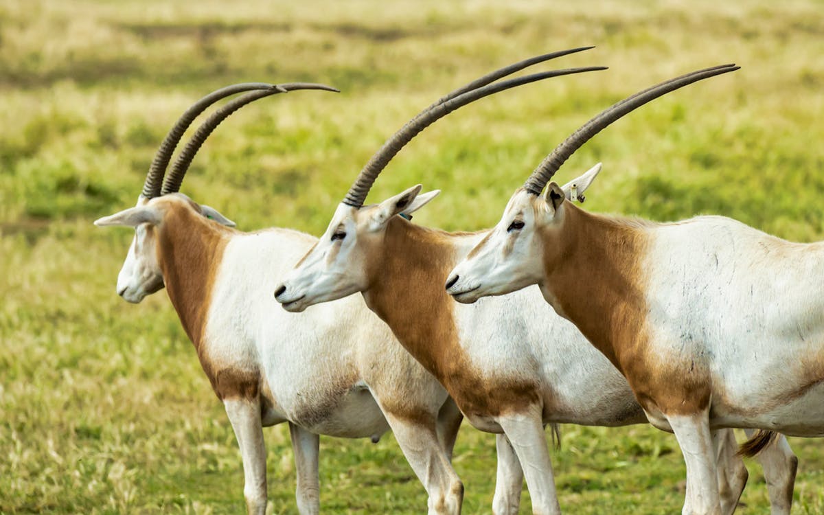 werribee zoo tickets-7 werribee zoo tickets-7