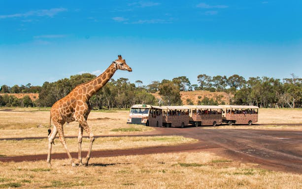 Giraffe walking near safari bus at Werribee Zoo, Australia.