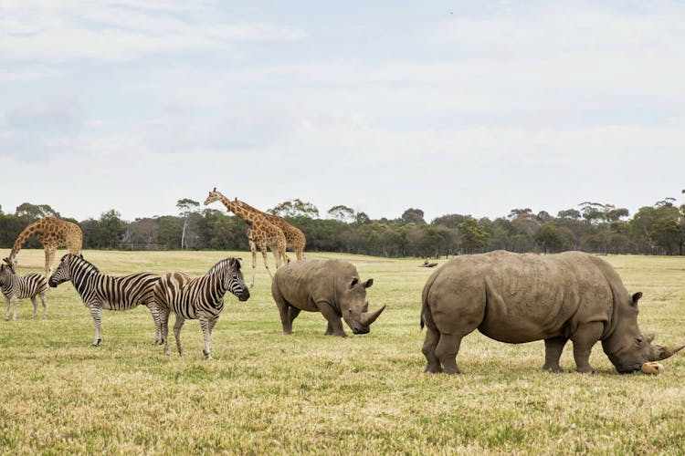 Melbourne Zoo activities