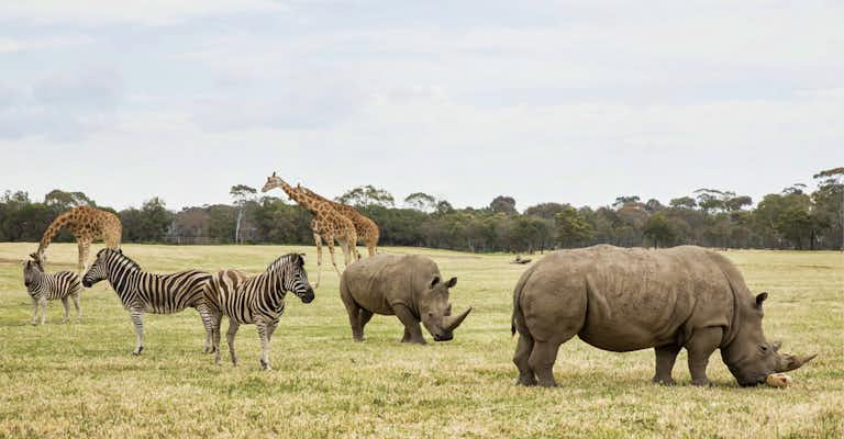 werribee open range zoo