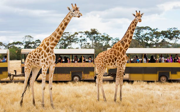 Giraffes near a safari bus at Werribee Zoo, Australia.