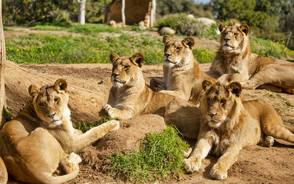 werribee zoo tickets-6 werribee zoo tickets-6