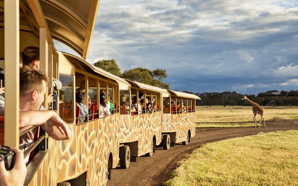 Safari bus tour at Werribee Zoo with visitors viewing a giraffe on the open plains.