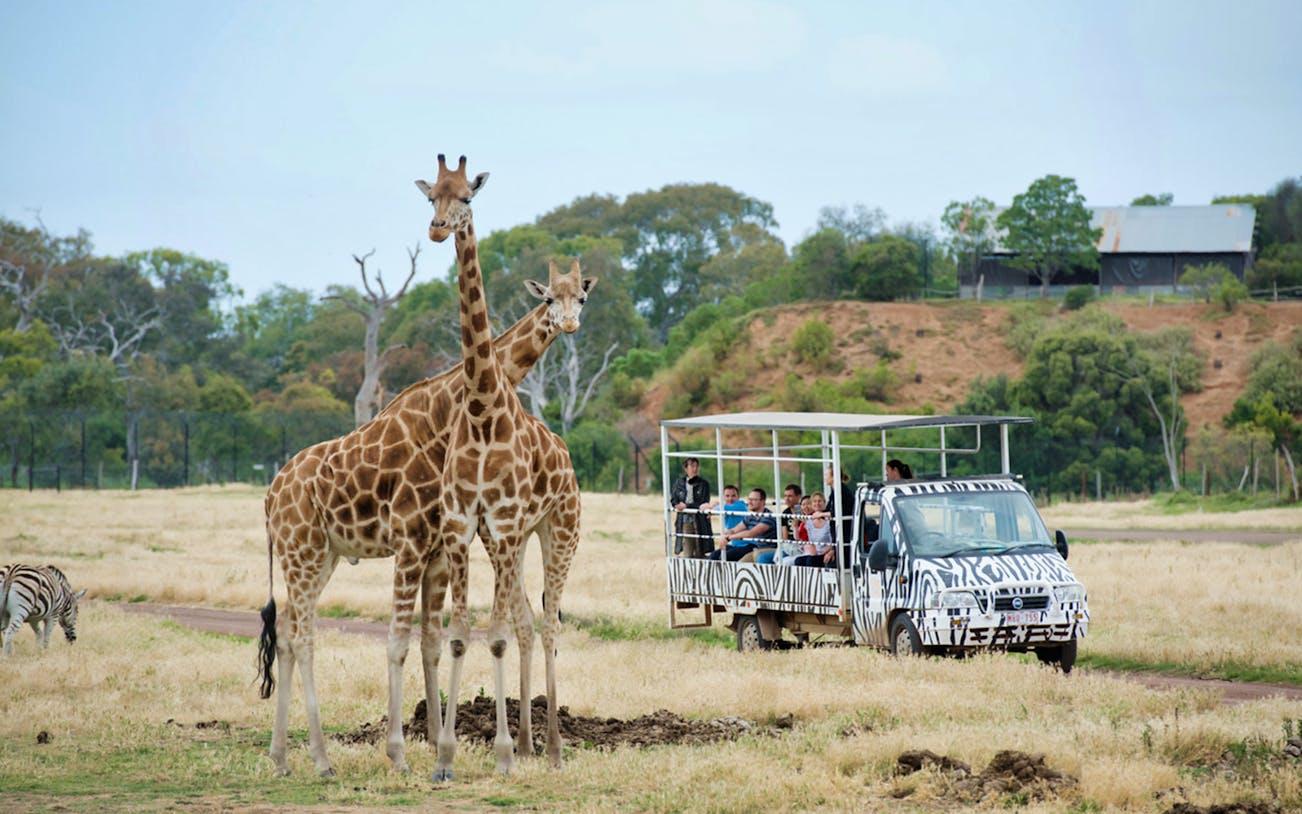 Giraffes near safari vehicle with tourists at Werribee Zoo, Australia.