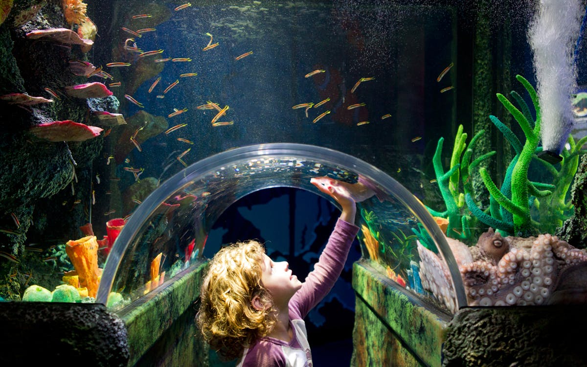 sea life & legoland discovery centre skip the line combo tickets-3 sea life & legoland discovery centre skip the line combo tickets-3