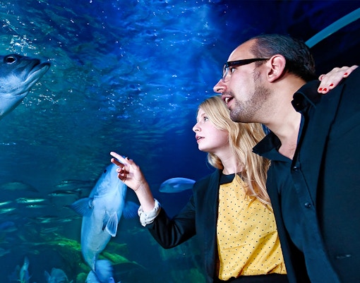 Get nose-to-nose with ocean giants at SEA LIFE Berlin