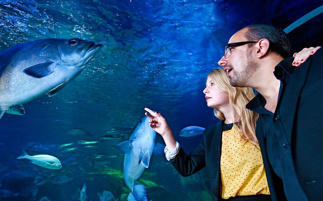 Visitors observing fish at AquaDom & SEA LIFE Berlin.