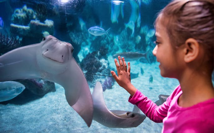 Child interacting with a stingray at AquaDom & SEA LIFE Berlin.
