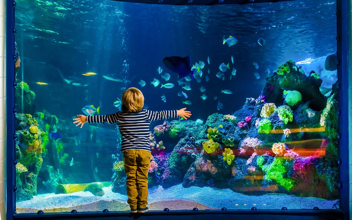 aquadom et sea life berlin : billets d'entrée-4 aquadom et sea life berlin : billets d'entrée-4