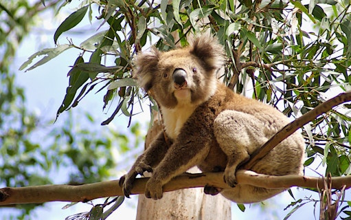 Koala resting in eucalyptus tree on Great Ocean Road Day Tour.