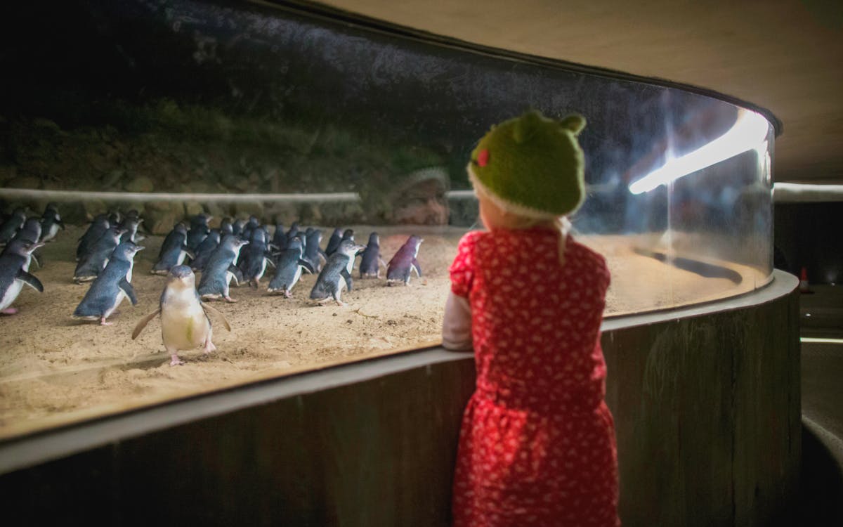 phillip island penguin parade tour-5 phillip island penguin parade tour-5