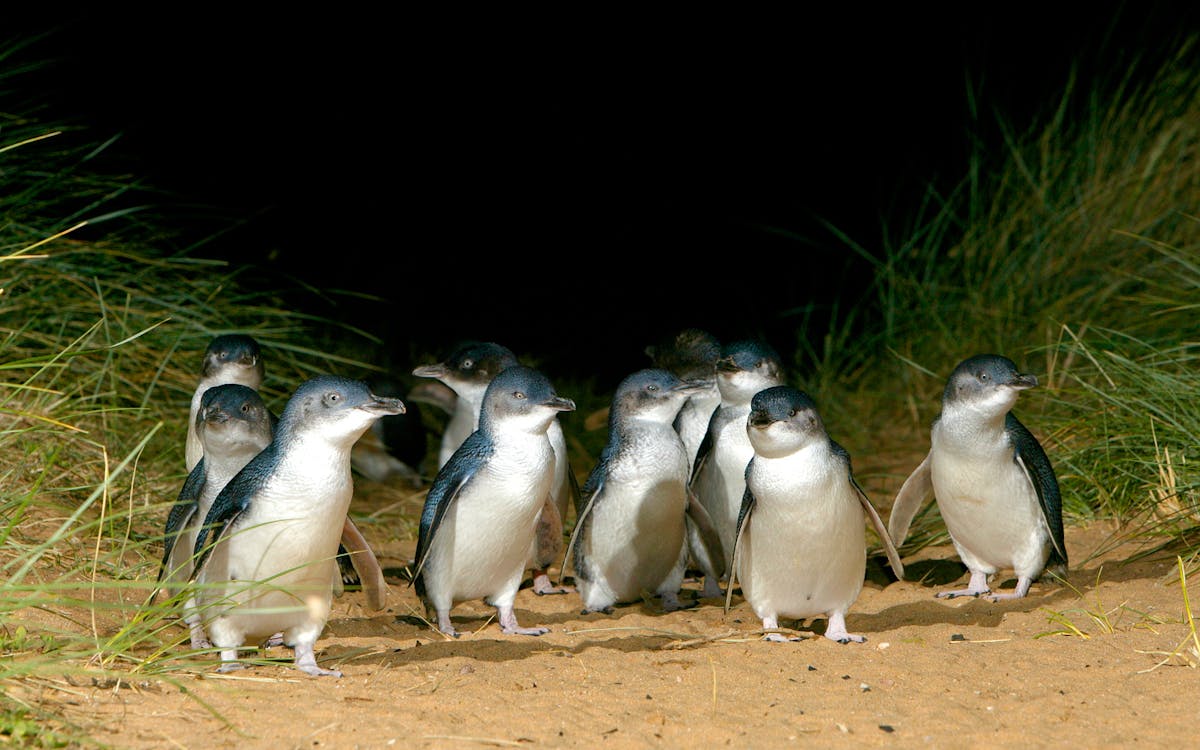 phillip island penguin parade tour-7 phillip island penguin parade tour-7