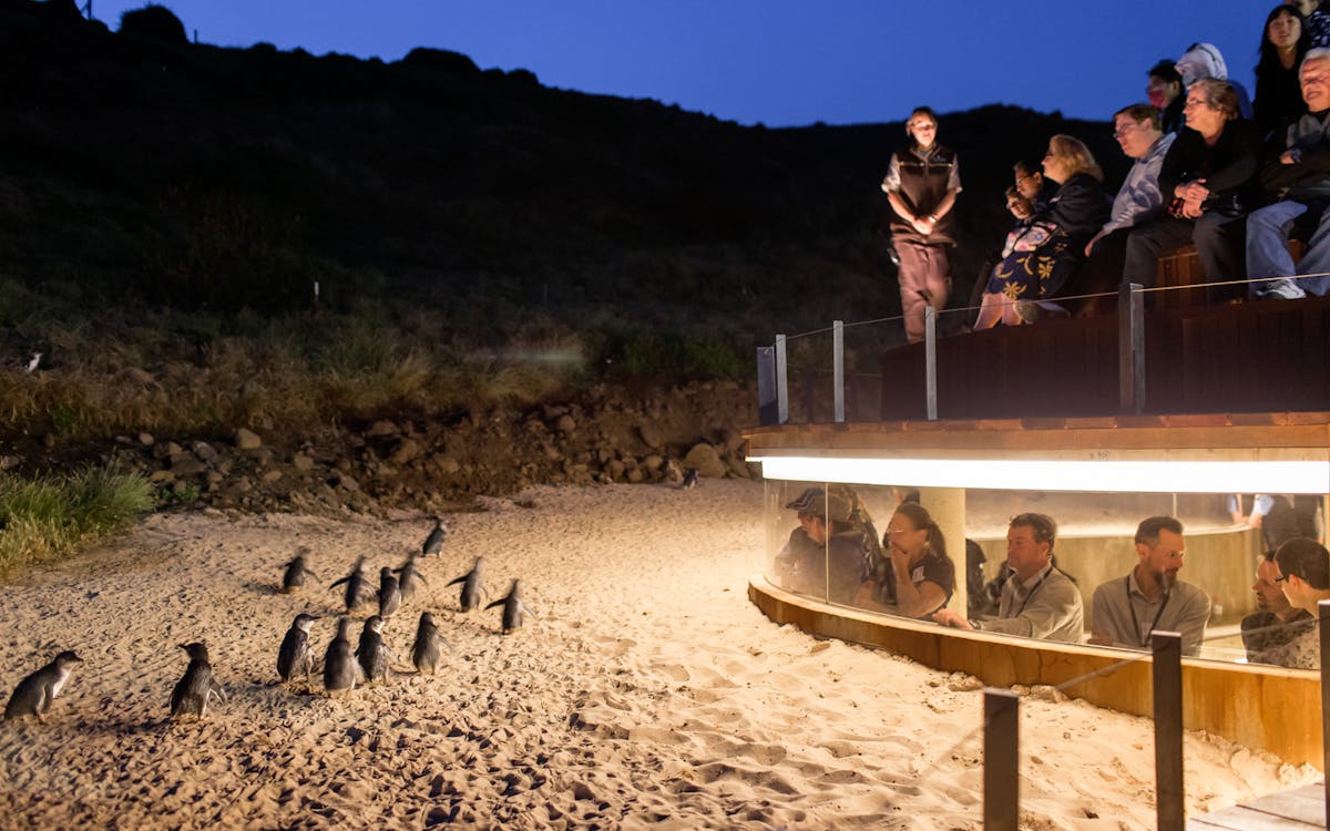 phillip island penguin parade tour-10 phillip island penguin parade tour-10