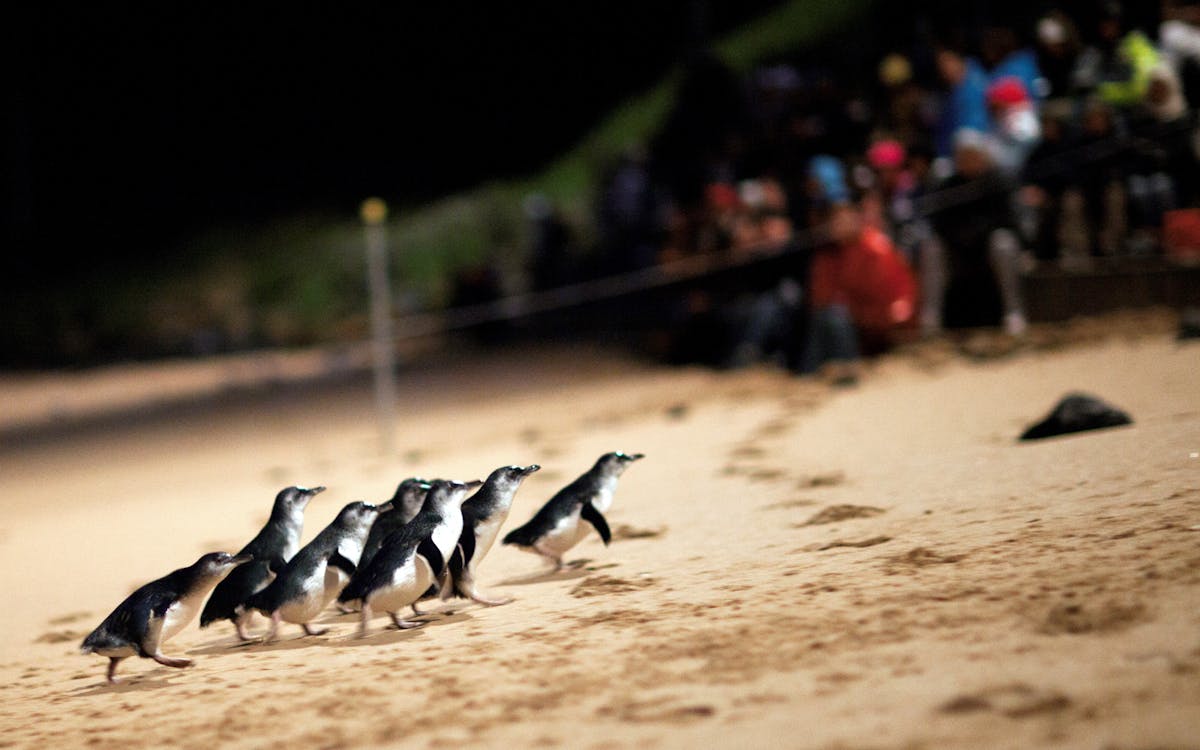 phillip island penguin parade tour-8 phillip island penguin parade tour-8