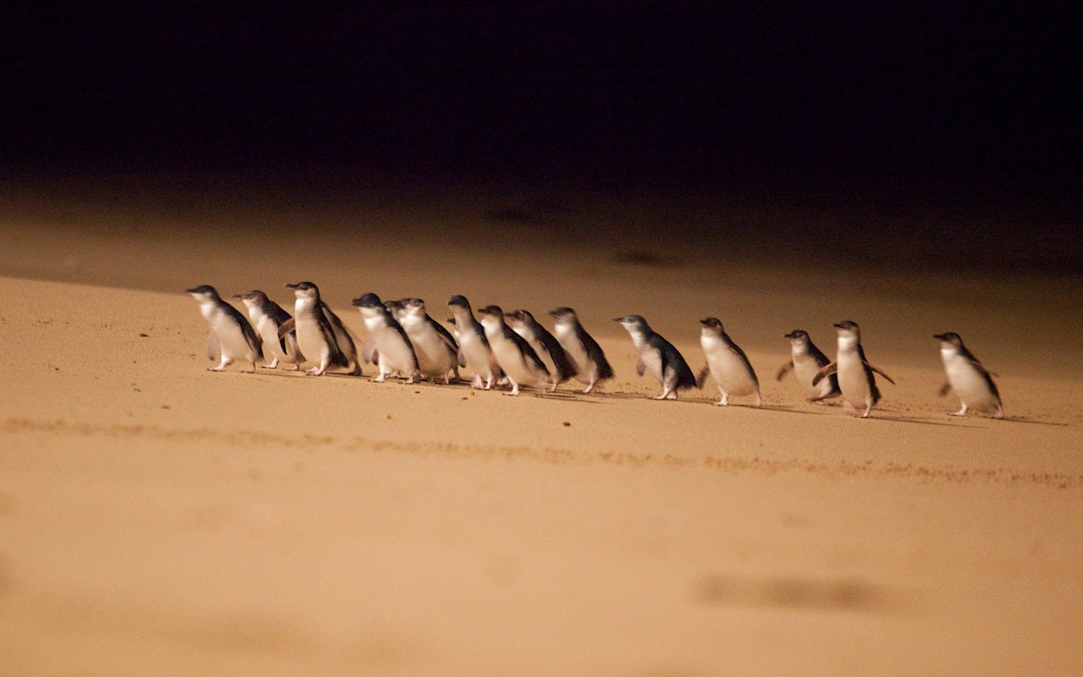Little penguins walking on the beach at night during a guided tour of Phillip Island.