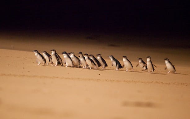 Little penguins walking on the beach at night during a guided tour of Phillip Island.