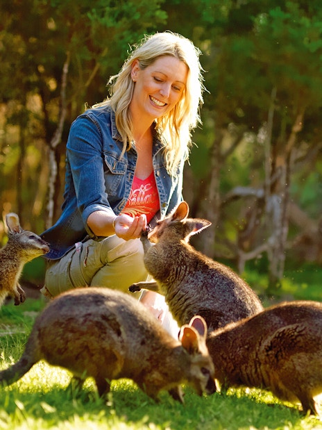 Feeding wallabies during a guided tour on Phillip Island.