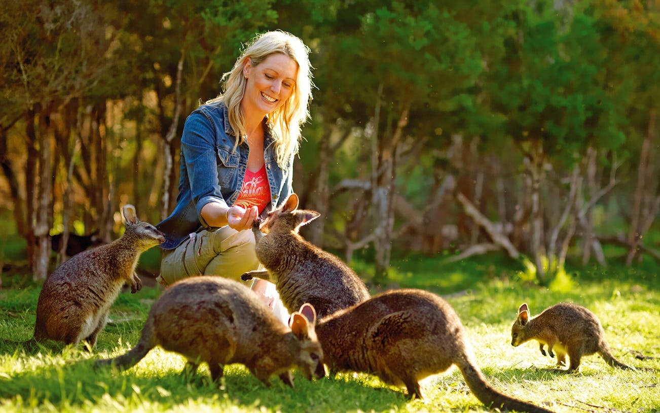 Feeding wallabies during a guided tour on Phillip Island.