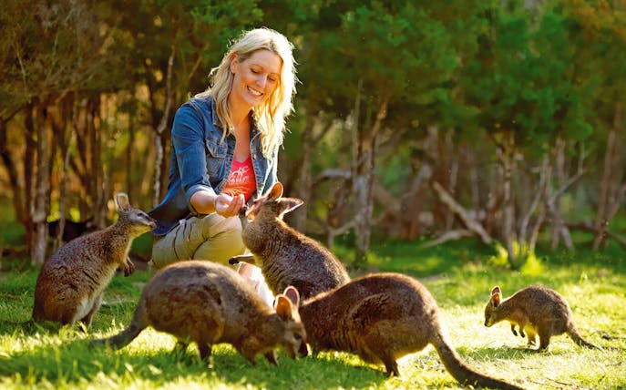 Feeding wallabies during a guided tour on Phillip Island.