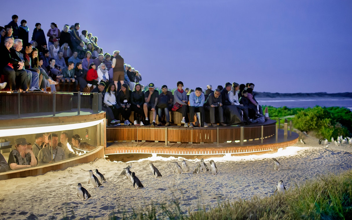 Visitors watching penguins on a guided tour at Phillip Island, Australia.