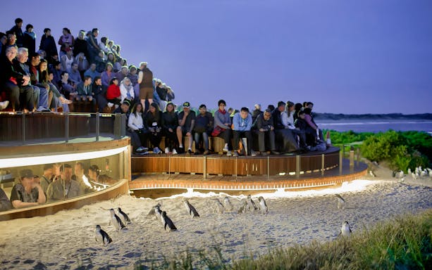 Visitors watching penguins on a guided tour at Phillip Island, Australia.