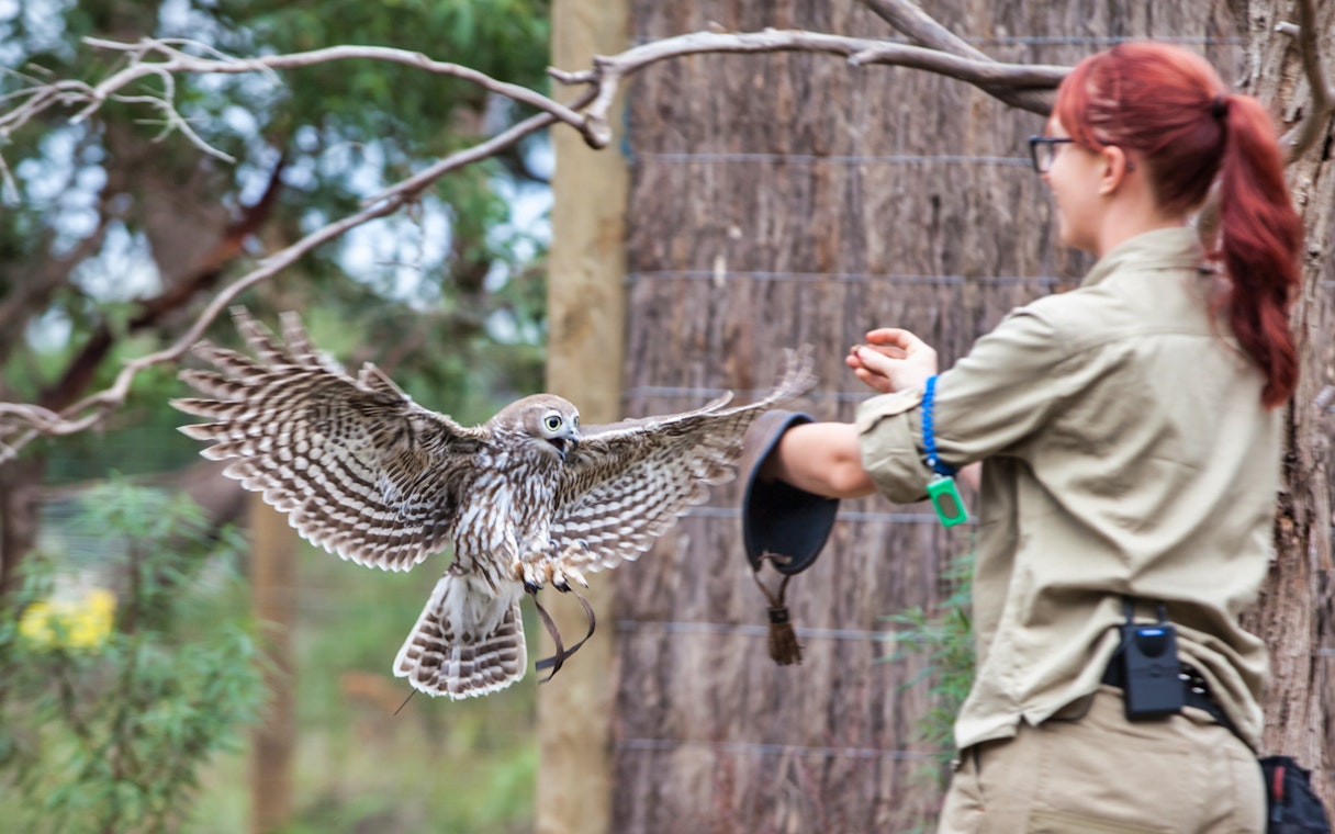 Falconer interacting with an owl during a guided tour on Phillip Island.