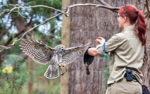 Falconer interacting with an owl during a guided tour on Phillip Island.