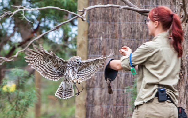Falconer interacting with an owl during a guided tour on Phillip Island.