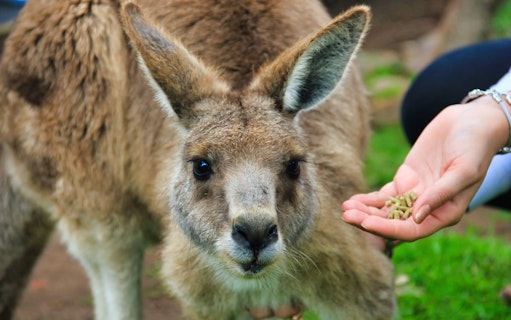 Kangaroo being fed by hand on a guided tour of Phillip Island.