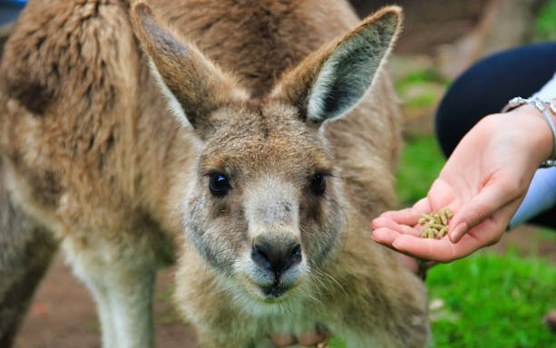 Kangaroo being fed by hand on a guided tour of Phillip Island.