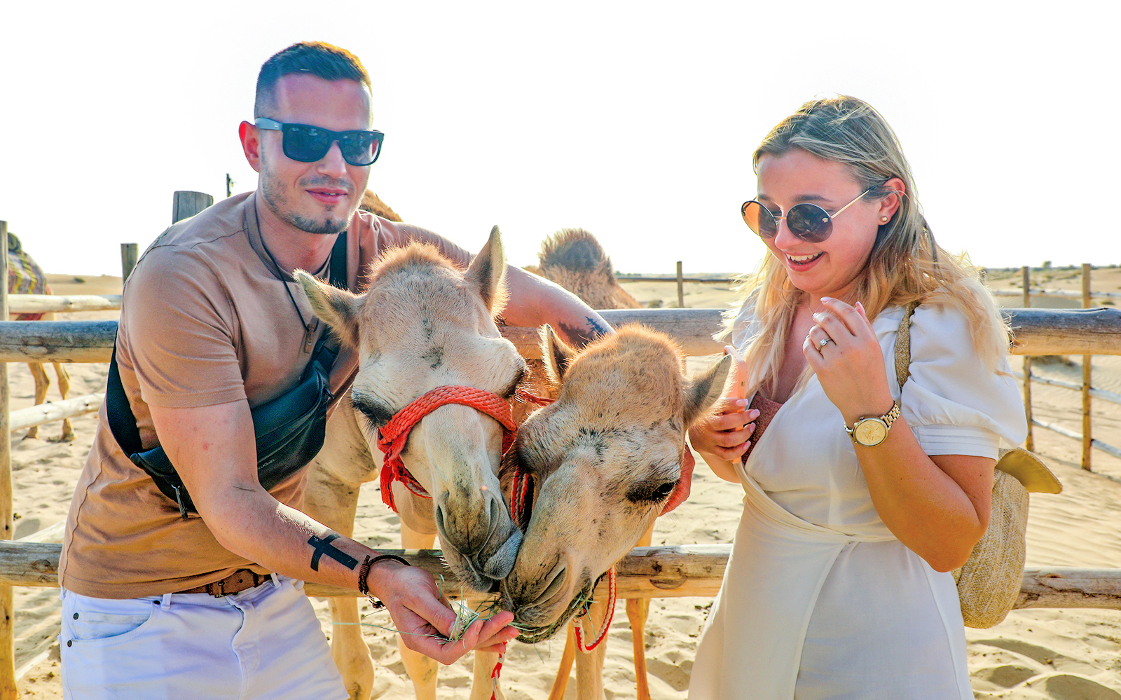 Feeding camels at Al Marmoon Oasis Bedouin Camp during a heritage safari.