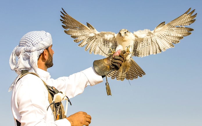 Falconer with falcon in flight during Bedouin desert safari experience.