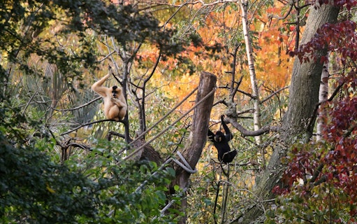 Gibbons in trees at ARTIS Royal Zoo, Amsterdam.