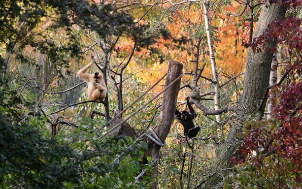 Gibbons in trees at ARTIS Royal Zoo, Amsterdam.