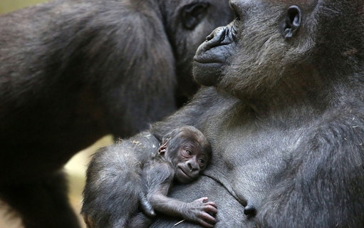 Gorilla mother and baby at ARTIS Royal Zoo, Amsterdam.