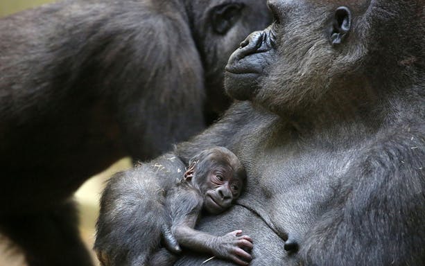 Gorilla mother and baby at ARTIS Royal Zoo, Amsterdam.