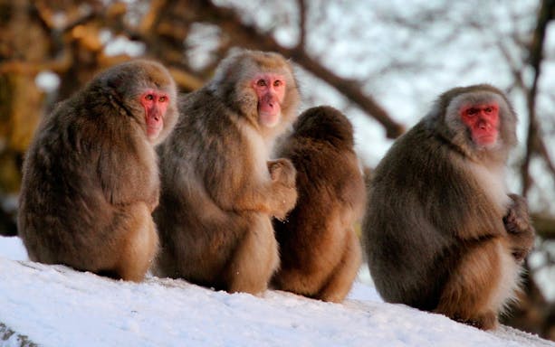Snow monkeys sitting on a snowy hill at ARTIS Royal Zoo.