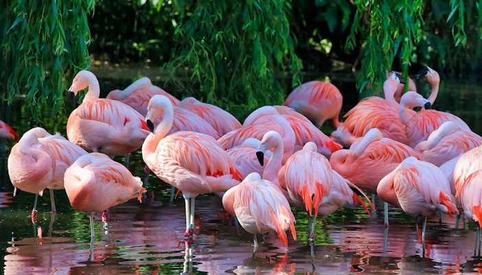 Flamingos wading in water at ARTIS Royal Zoo, Amsterdam.