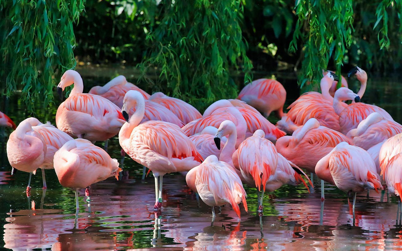 Flamingos wading in water at ARTIS Royal Zoo, Amsterdam.