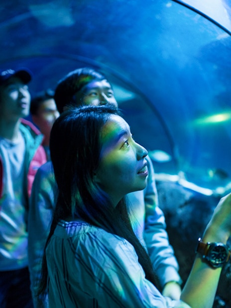 Visitors exploring underwater tunnel at SEA Life London.