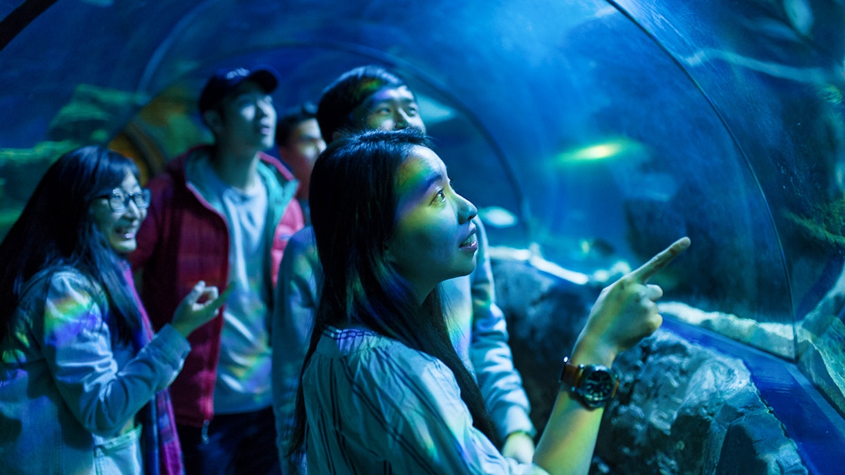 sea life london aquarium tickets