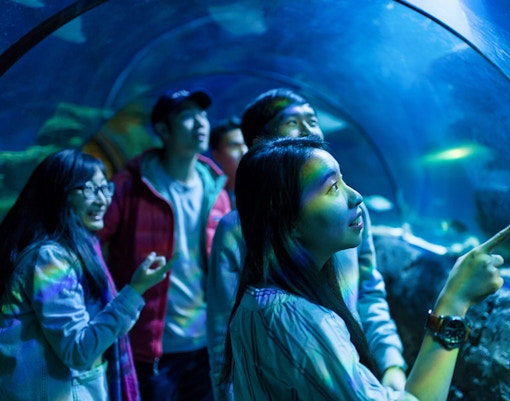 Visitors exploring underwater tunnel at SEA Life London.
