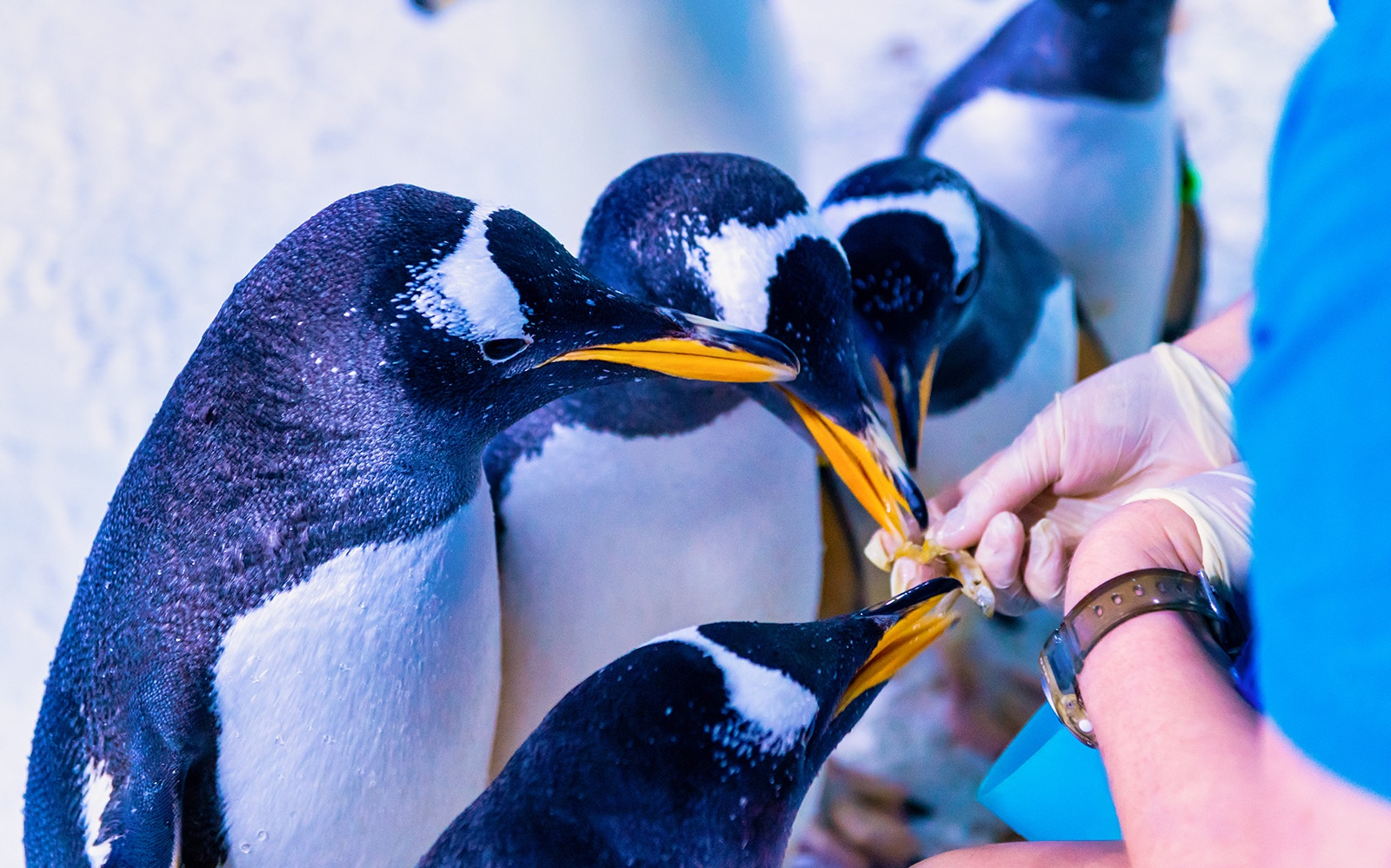 Penguins being fed by a staff member at SEA LIFE London Aquarium.