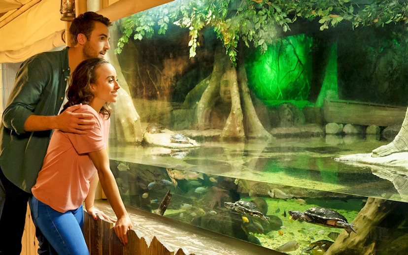 Couple observing sea turtle in aquarium exhibit.