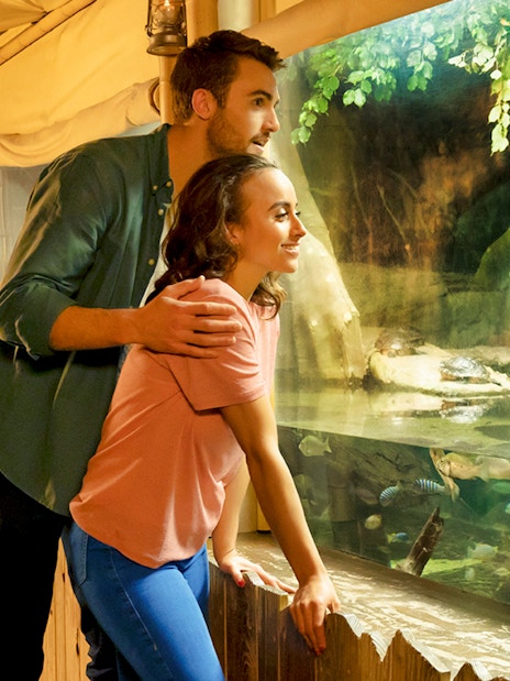Couple observing sea turtle in aquarium exhibit.