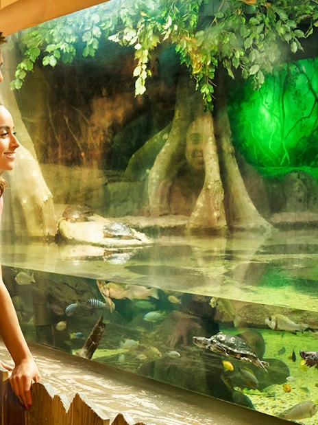 Couple observing sea turtle in aquarium exhibit.