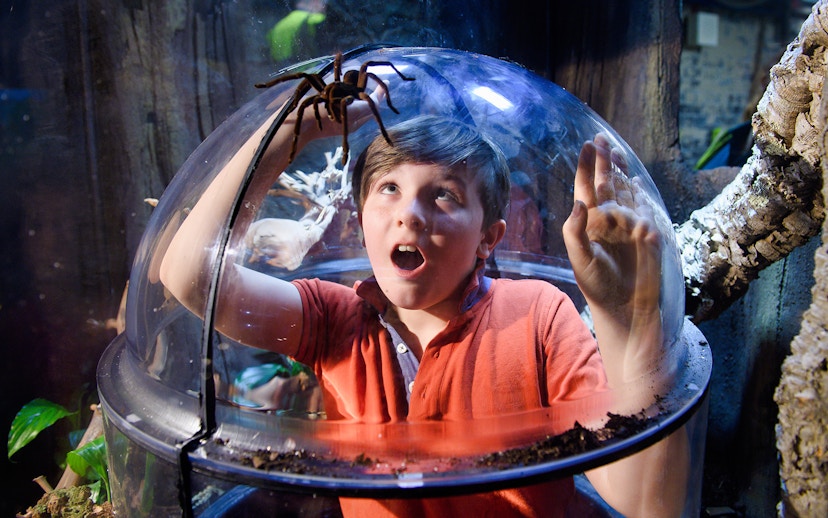 Child observing a tarantula through a glass dome at SEA Life London.